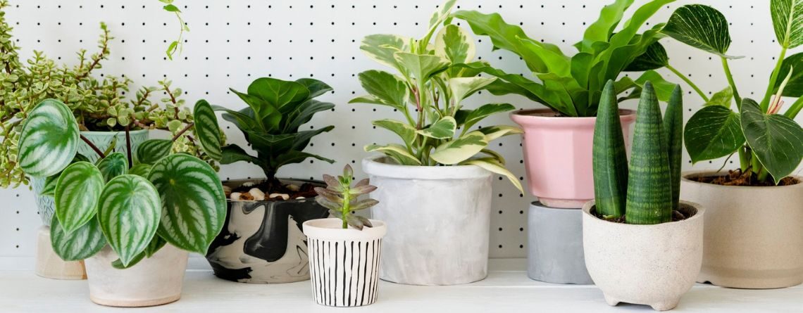 indoor plants air quality oxygen-2