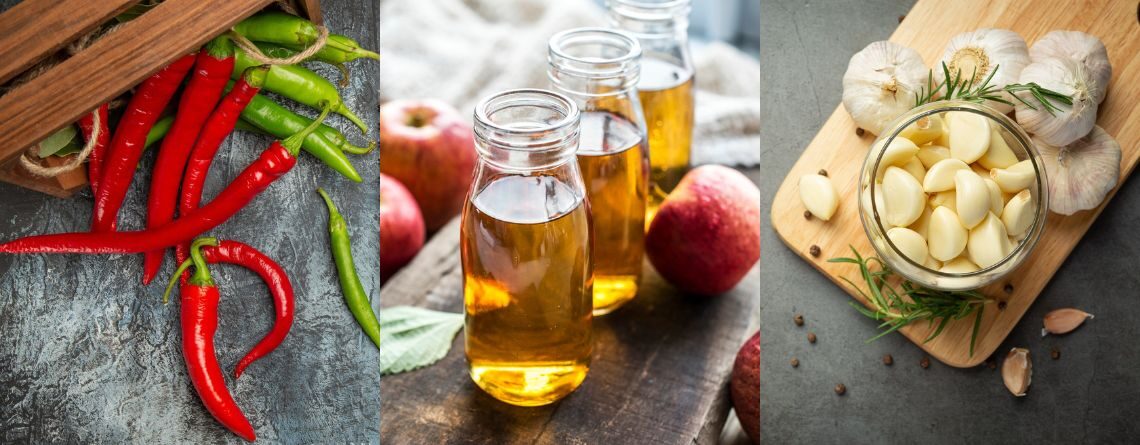 thermogenic foods burn fat