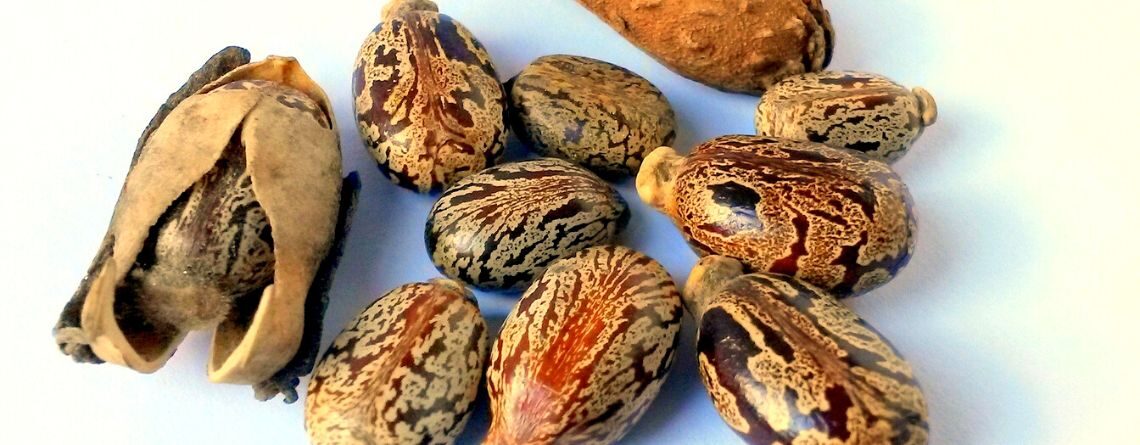 castor oil benefits skin hair gut
